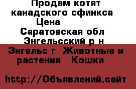 Продам котят канадского сфинкса › Цена ­ 3 000 - Саратовская обл., Энгельсский р-н, Энгельс г. Животные и растения » Кошки   